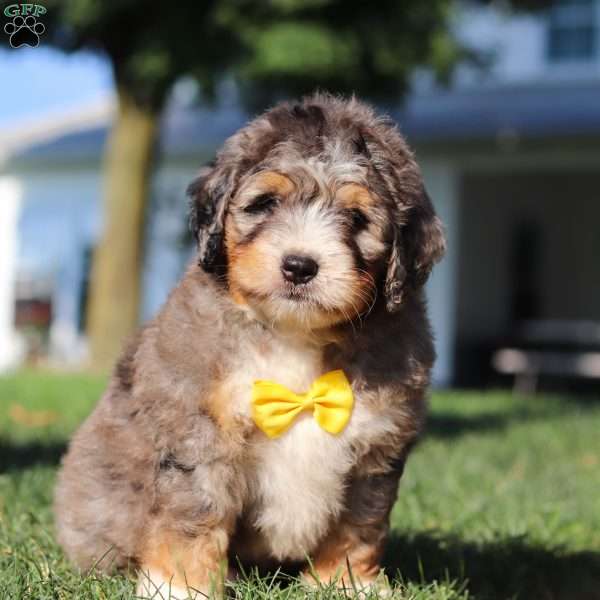 Finley, Mini Bernedoodle Puppy